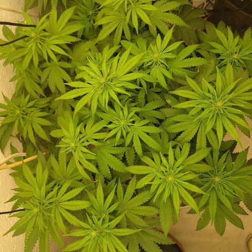 GHS White Rhino. Week 7
