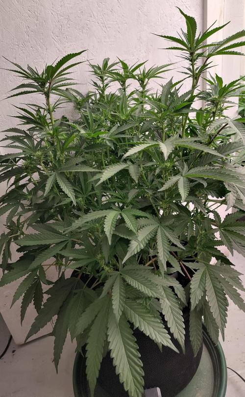Orange cake (mystery strain). Week 6