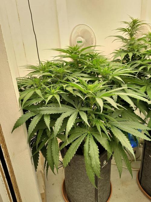 GHS White Rhino. Week 8