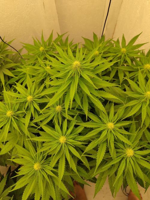 GHS White Rhino. Week 8