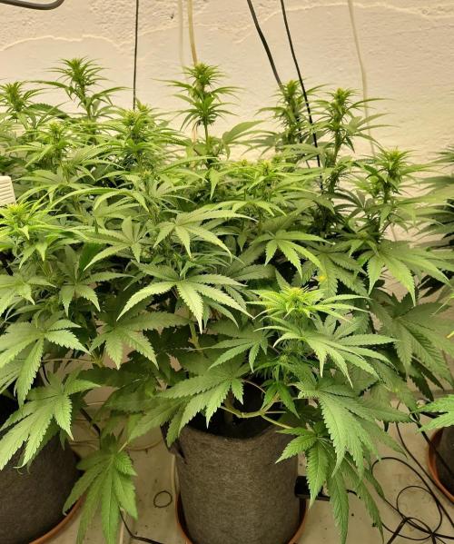 White Rhino. Week 8