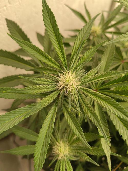 Orange cake (mystery strain). Week 7