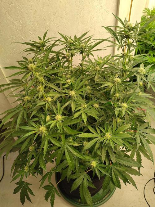 Orange cake (mystery strain). Week 7
