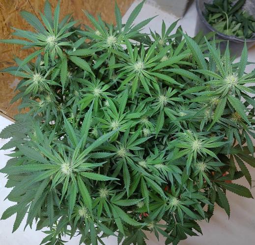 Orange cake (mystery strain). Week 7