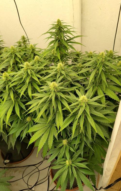 GHS White Rhino. Week 9