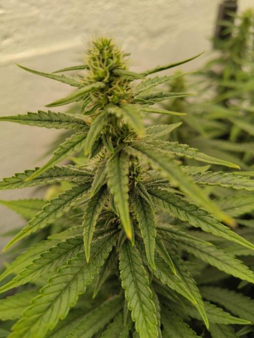 GHS White Rhino. Week 9
