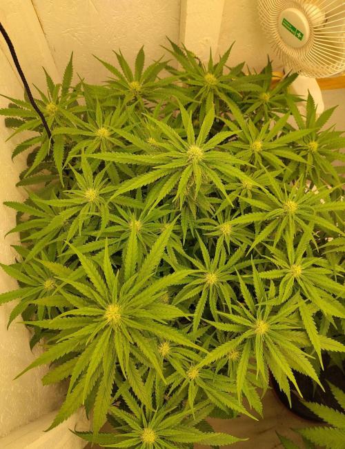 GHS White Rhino. Week 9