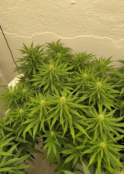 White Rhino. Week 9
