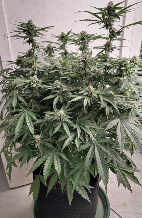 Orange cake (mystery strain). Week 8