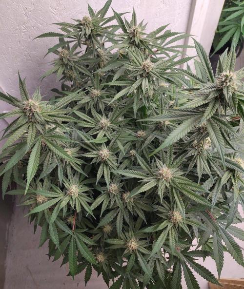 Orange cake (mystery strain). Week 8
