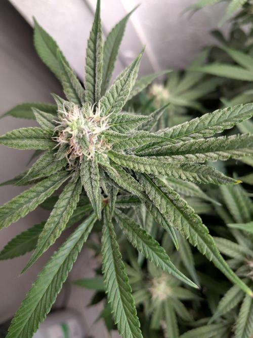Orange cake (mystery strain). Week 8