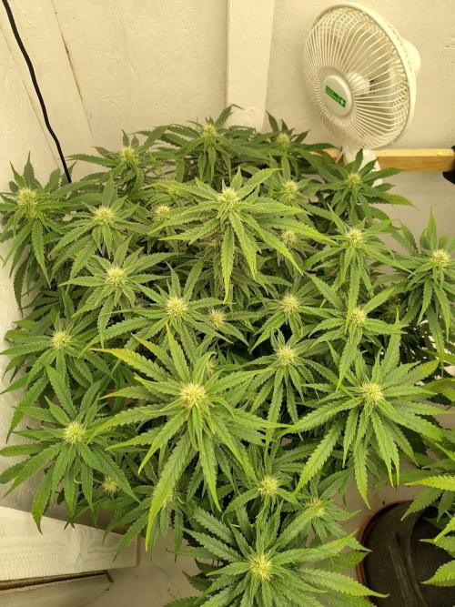 GHS White Rhino. Week 10