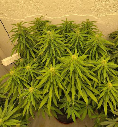 GHS White Rhino. Week 10