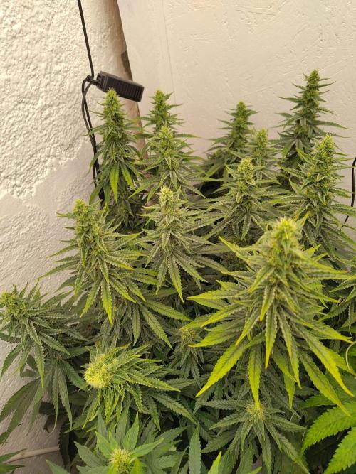 GHS White Rhino. Week 10