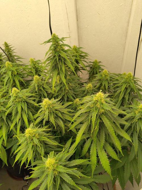 GHS White Rhino. Week 10