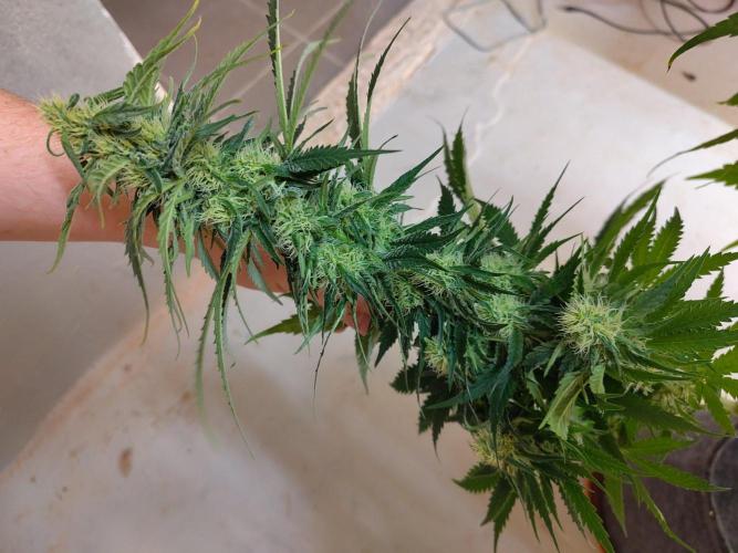 GHS White Rhino. Week 10