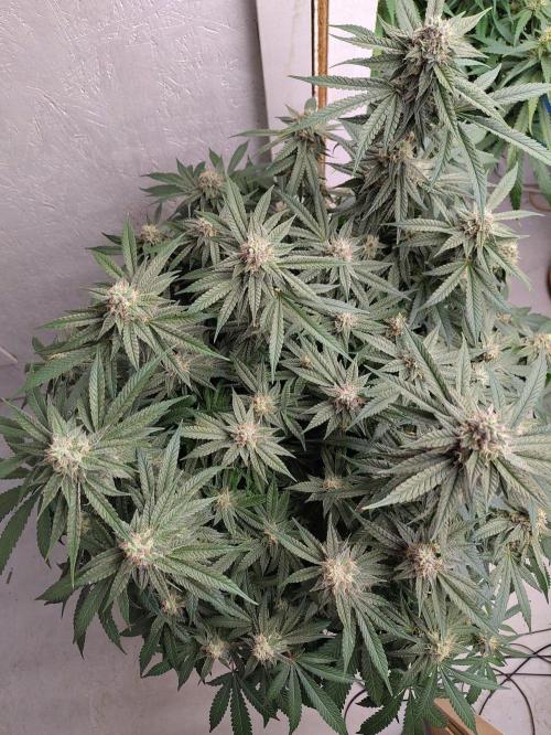 Orange cake (mystery strain). Week 9