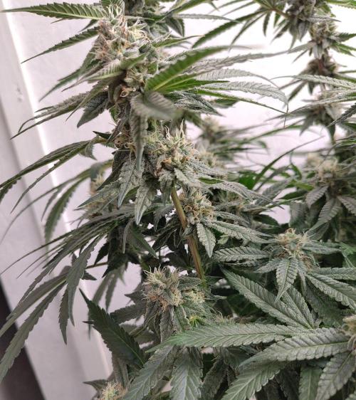 Orange cake (mystery strain). Week 9