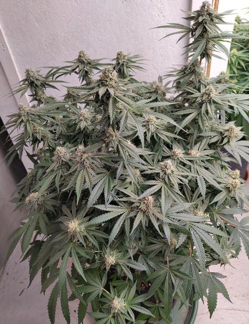 Orange cake (mystery strain). Week 9