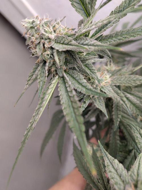 Orange cake (mystery strain). Week 9