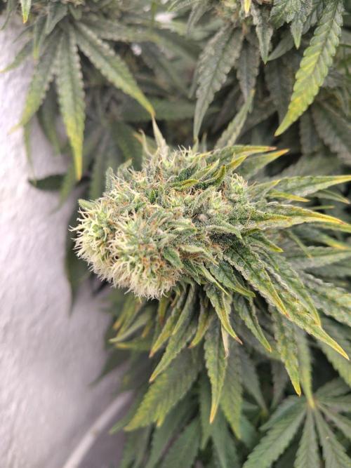 GHS White Rhino. Week 11
