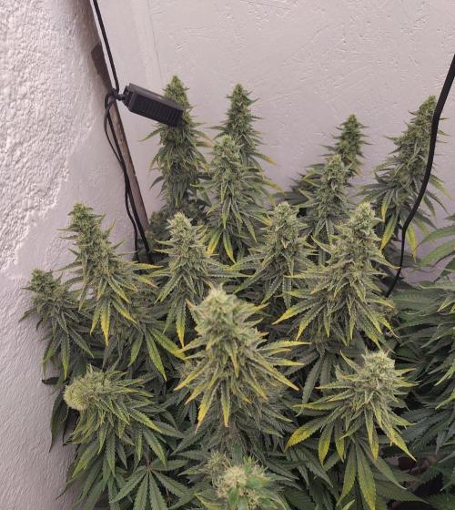 GHS White Rhino. Week 11