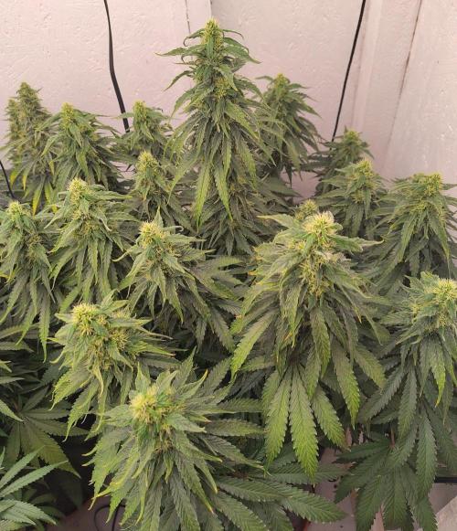 GHS White Rhino. Week 11