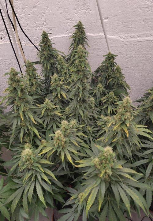 GHS White Rhino. Week 11