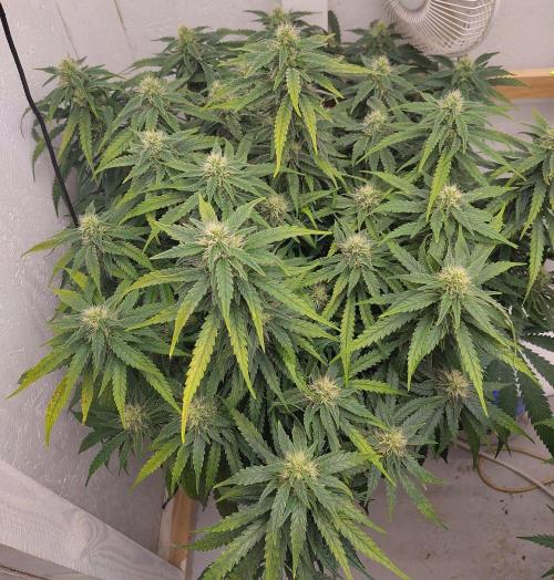 GHS White Rhino. Week 11