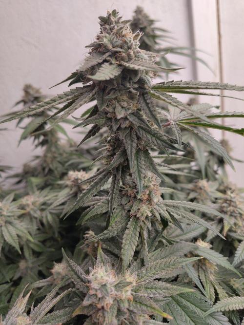 Orange cake (mystery strain). Week 10