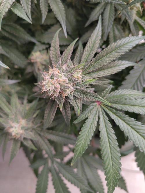Orange cake (mystery strain). Week 10