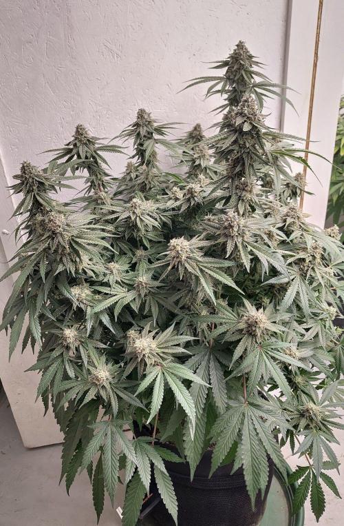 Orange cake (mystery strain). Week 10