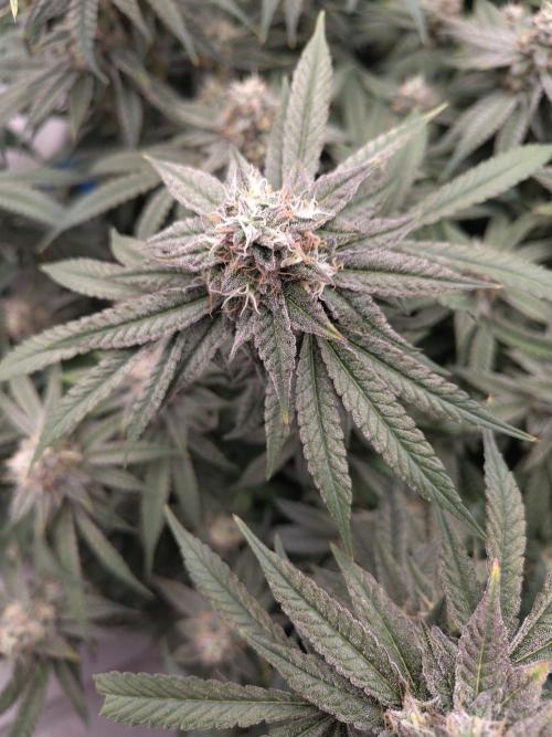 Orange cake (mystery strain). Week 10
