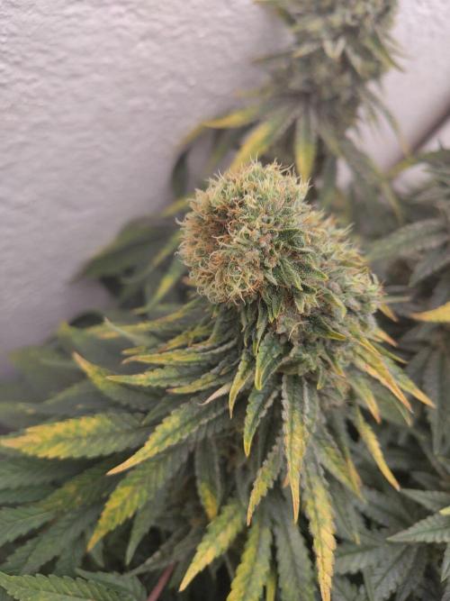 GHS White Rhino. Week 12