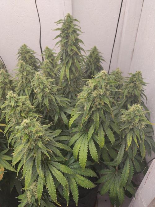 GHS White Rhino. Week 12
