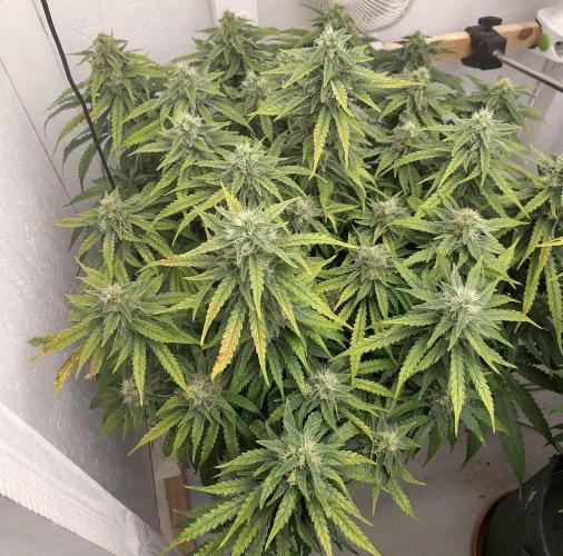 GHS White Rhino. Week 12
