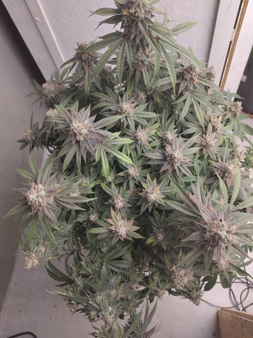 Orange cake (mystery strain). Week 11