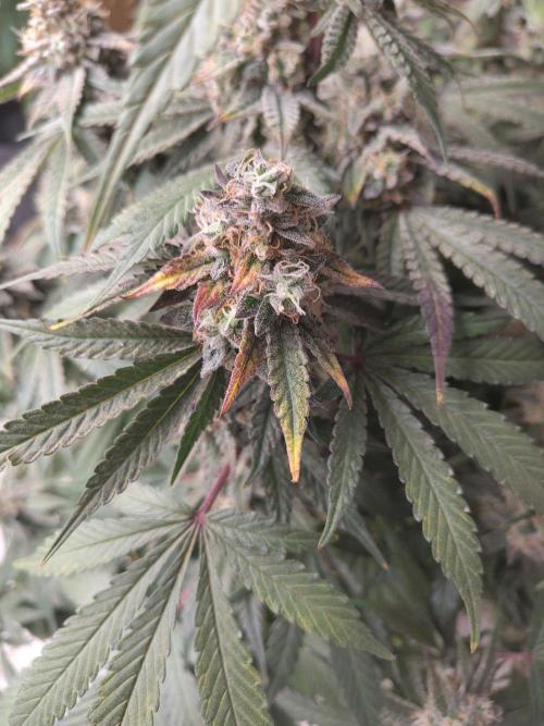 Orange cake (mystery strain). Week 11