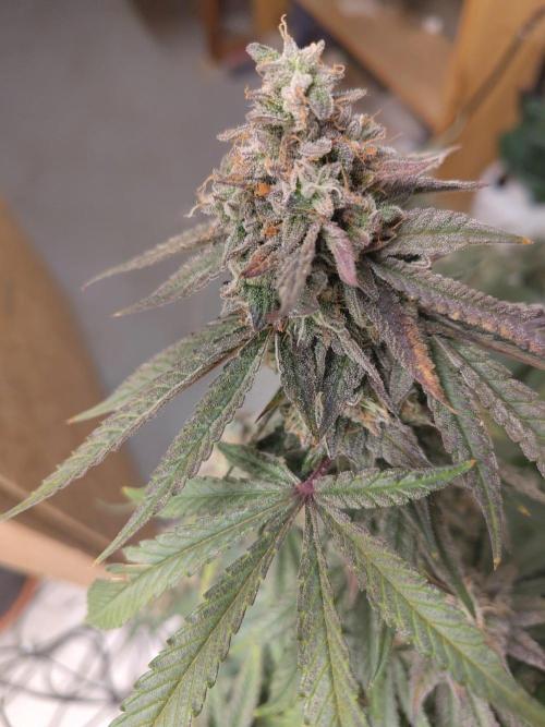 Orange cake (mystery strain). Week 11