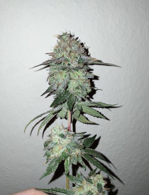 Orange cake (mystery strain). Week 12