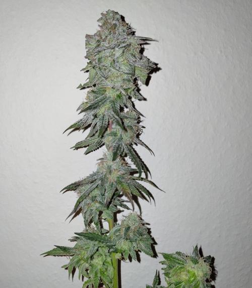 Orange cake (mystery strain). Week 12