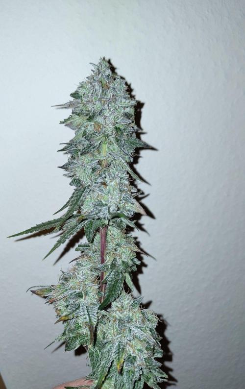 Orange cake (mystery strain). Week 12