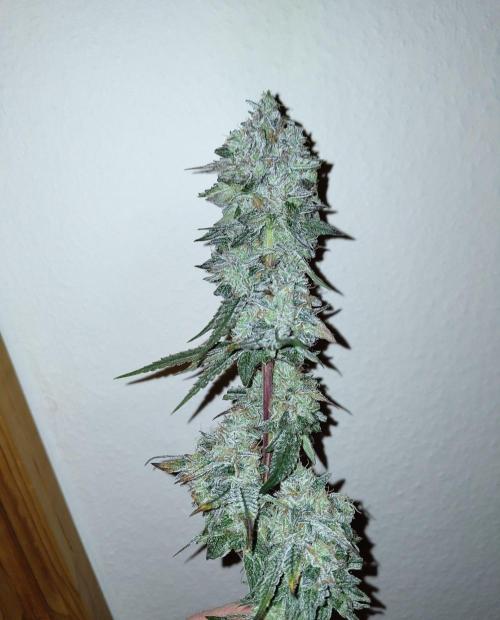 Orange cake (mystery strain). Week 12