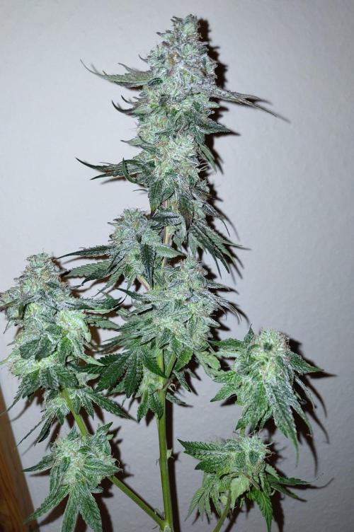 Orange cake (mystery strain). Week 12