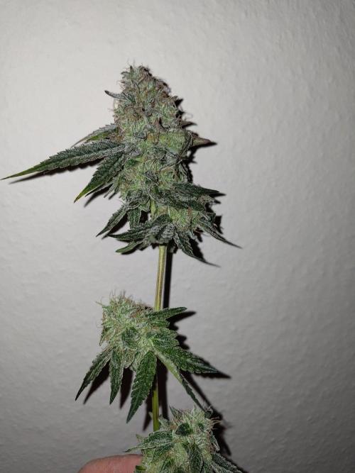Orange cake (mystery strain). Week 12