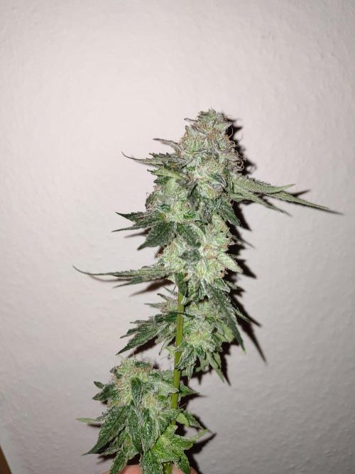 Orange cake (mystery strain). Week 12