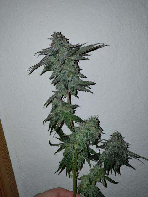 Orange cake (mystery strain). Week 12