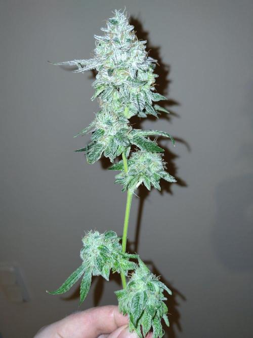 Orange cake (mystery strain). Week 12
