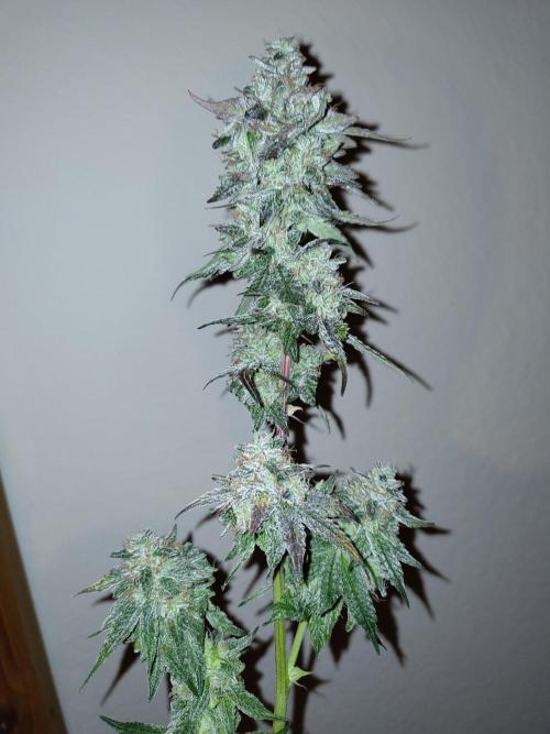 Orange cake (mystery strain). Week 12