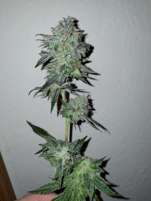 Orange cake (mystery strain). Week 12